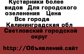 Кустарники более 100 видов. Для городского озеленения › Цена ­ 70 - Все города  »    . Калининградская обл.,Светловский городской округ 